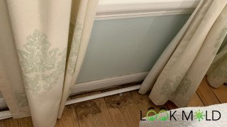 Black Mold on Window