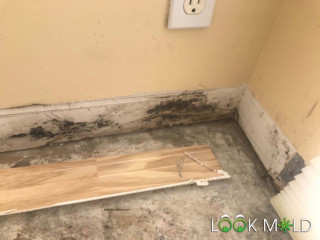 Black-Mold-Behind-baseboard